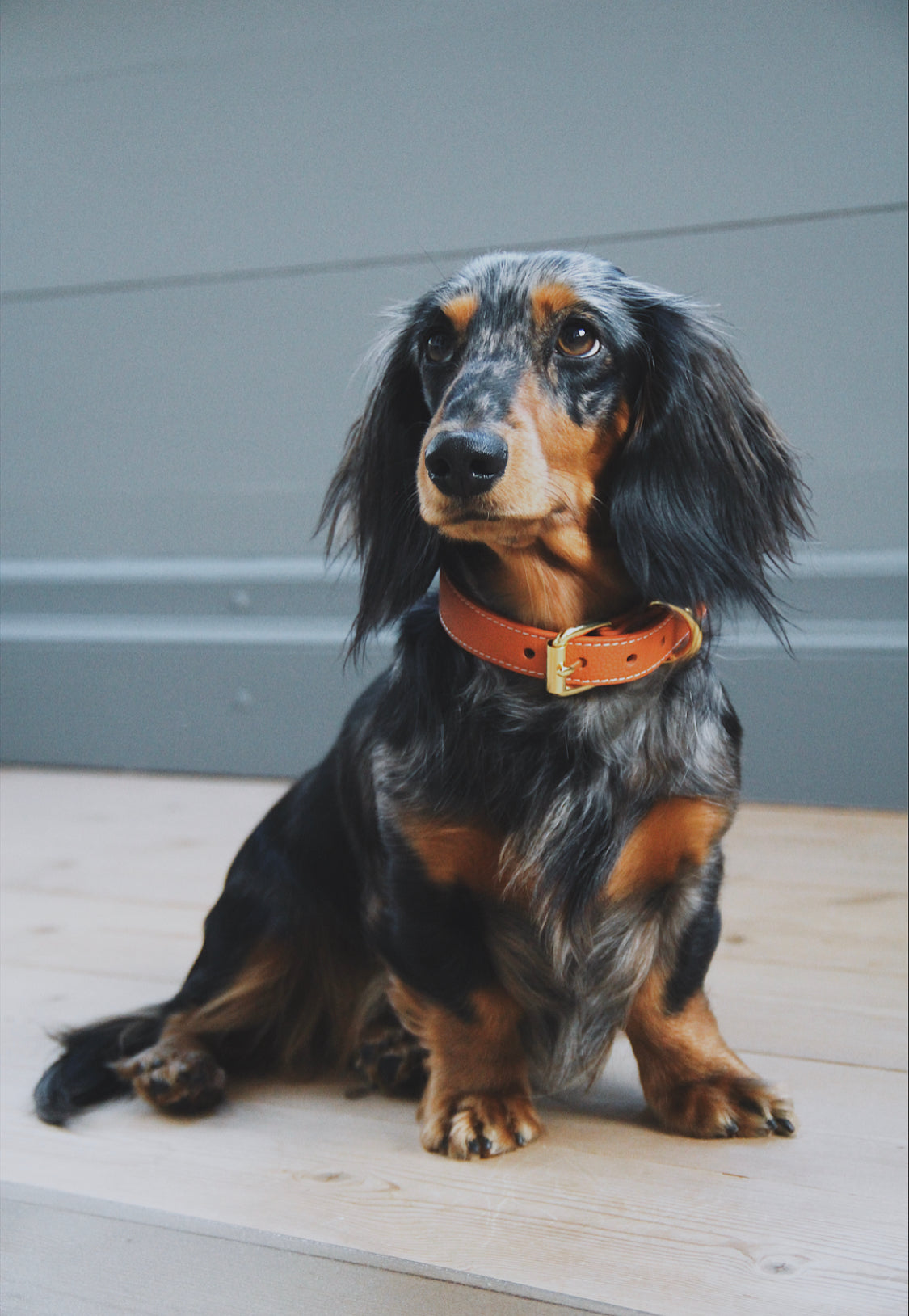 Collare per Cani Sottile Cognac