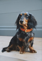 Collare per Cani Sottile Cognac