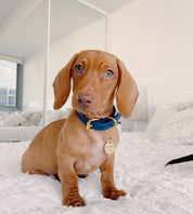 Collare per Cani Sottile Blu Scuro