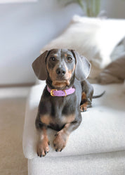 Collare per Cani Sottile in Pelle di Coccodrillo Viola