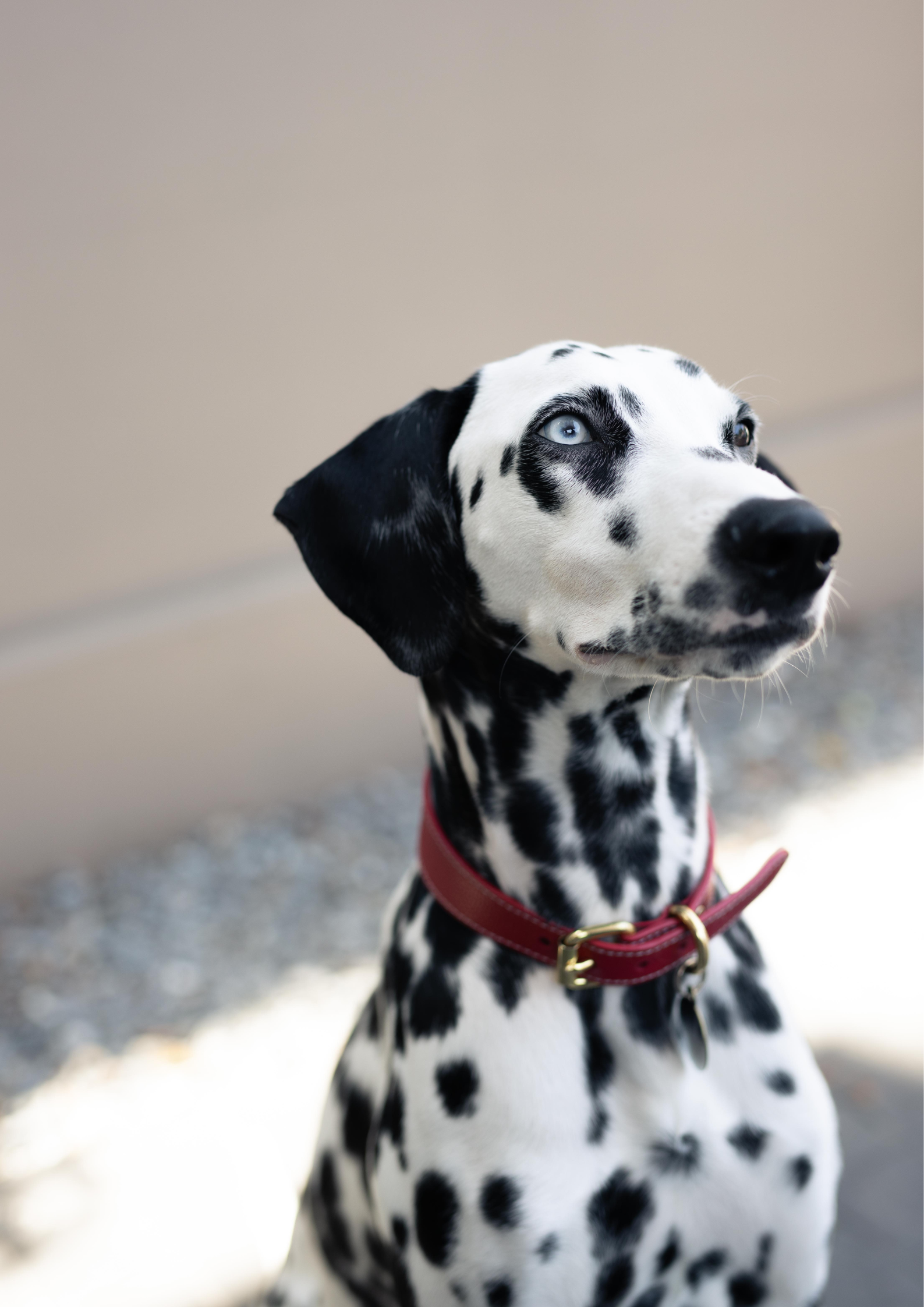 Collare Rosso per Cani Sottile