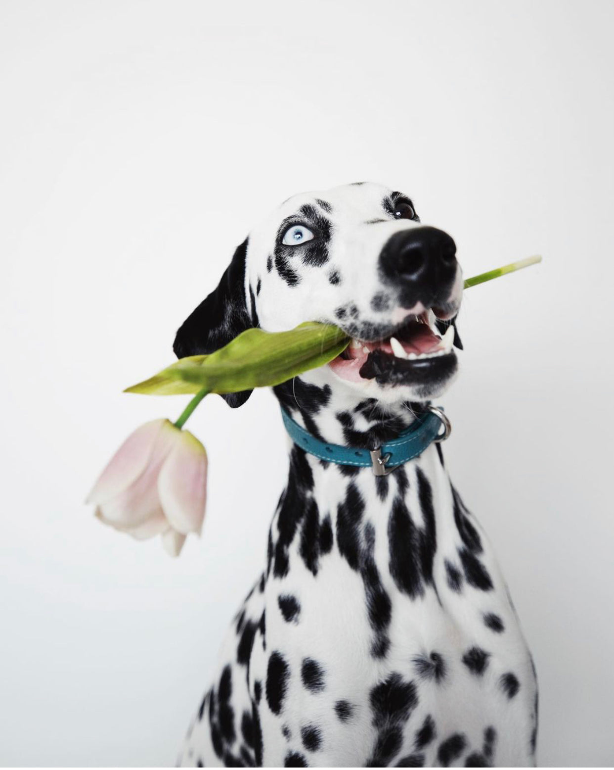 Collare Sottile per Cani Turchese