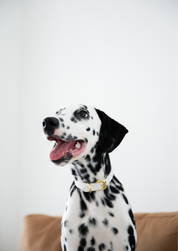Collare Bianco per Cani Sottile