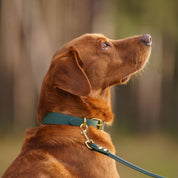 Collare per Cani Verde Scuro Sottile