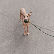 Collare Largo per Cani Verde Scuro