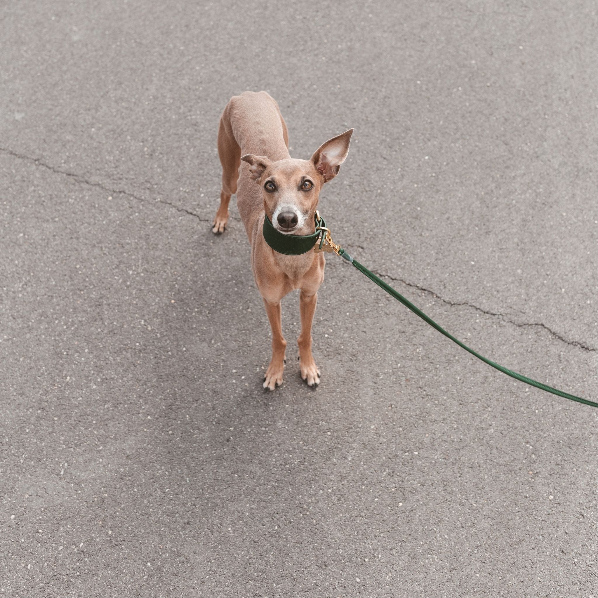 Collare Largo per Cani Verde Scuro