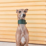 Collare Largo per Cani Verde Scuro
