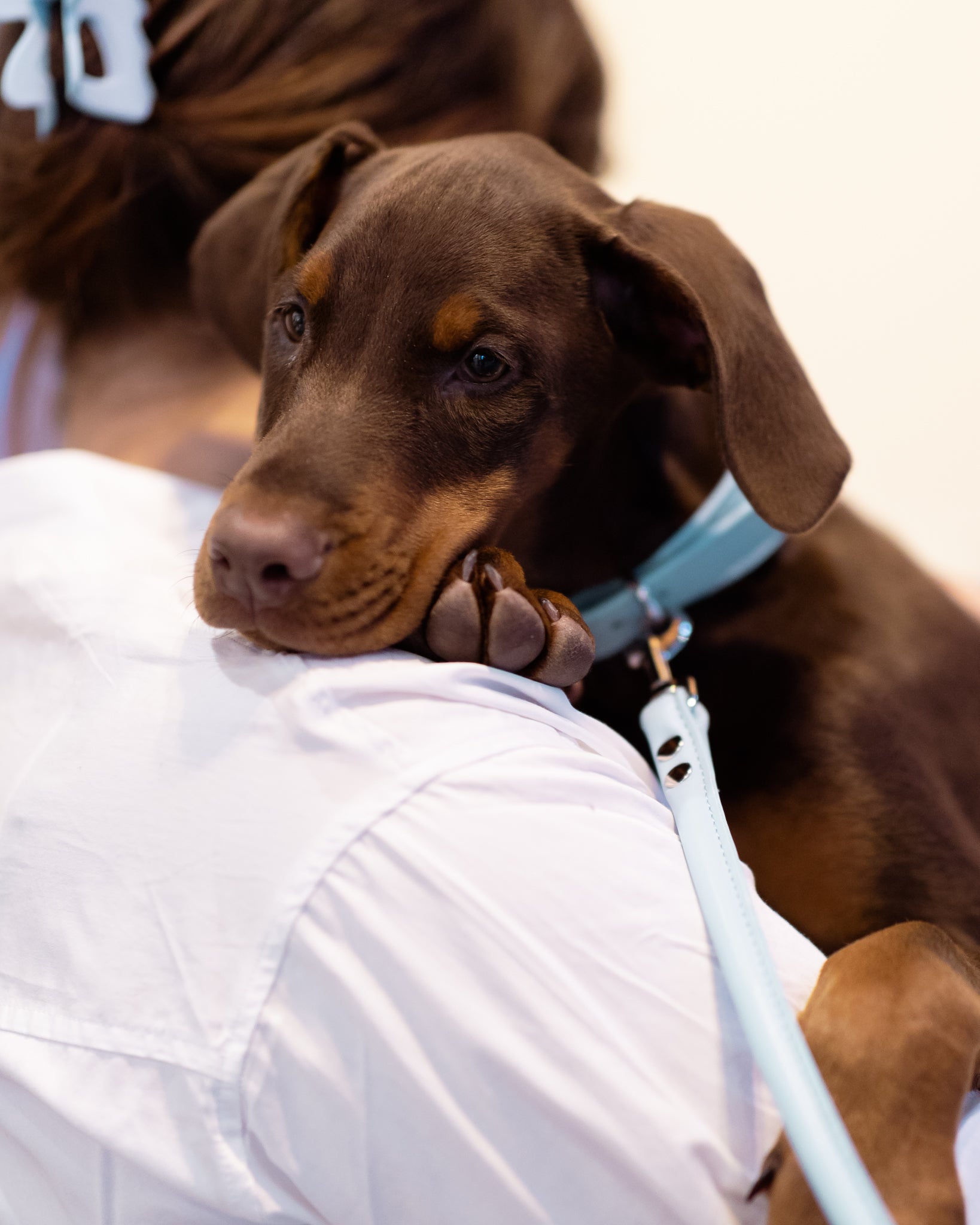 Guinzaglio per Cani Baby Blue