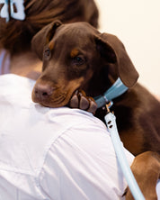 Guinzaglio per Cani Baby Blue