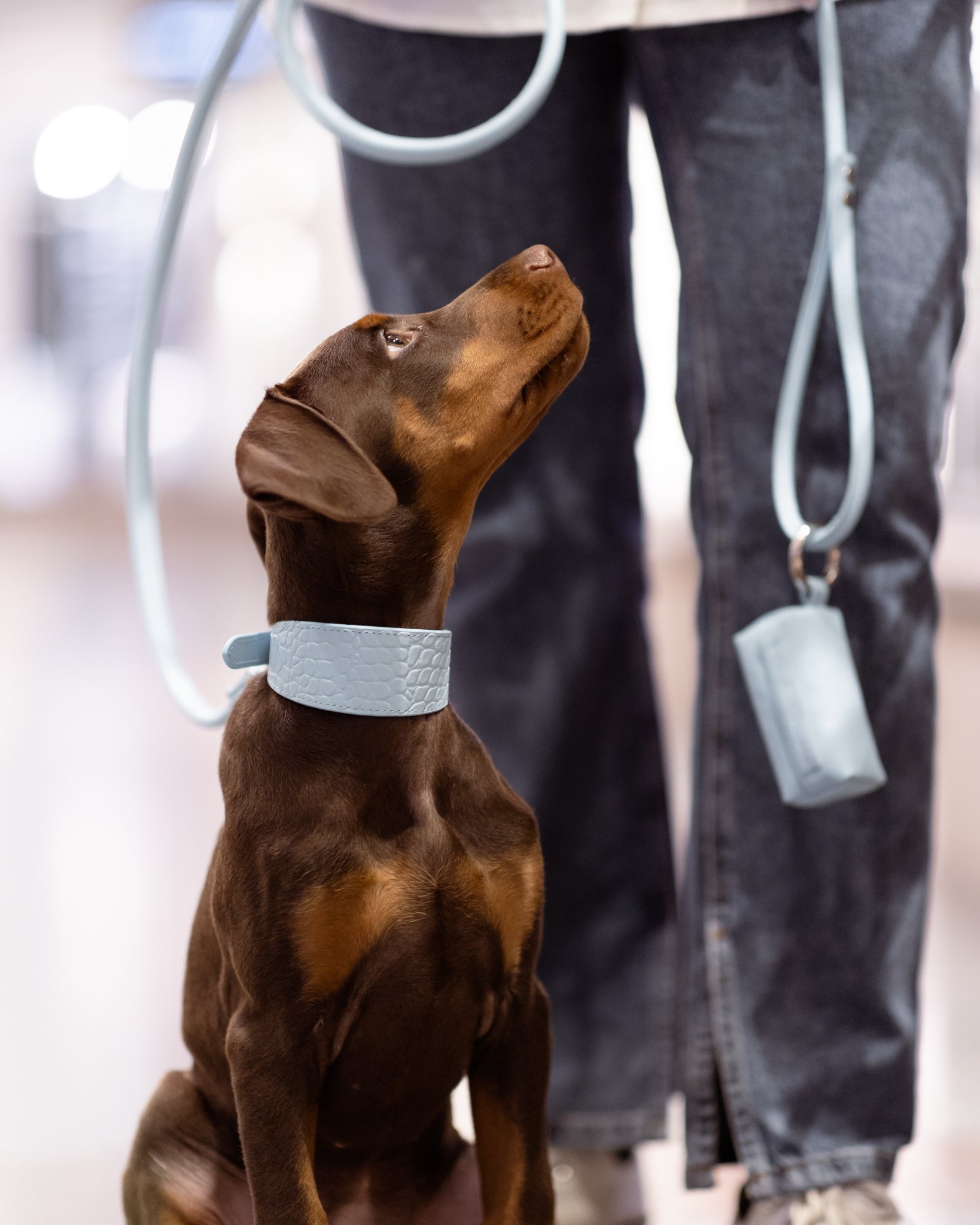 Portasacchetti per Escrementi Baby Blue