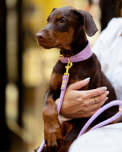 Collare per Cani Larghezza Croco Viola