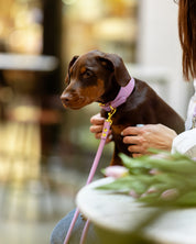 Guinzaglio per Cani Viola