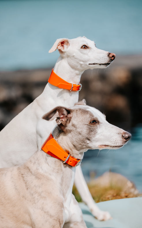 Collare per Cani Largo Arancione Lucido