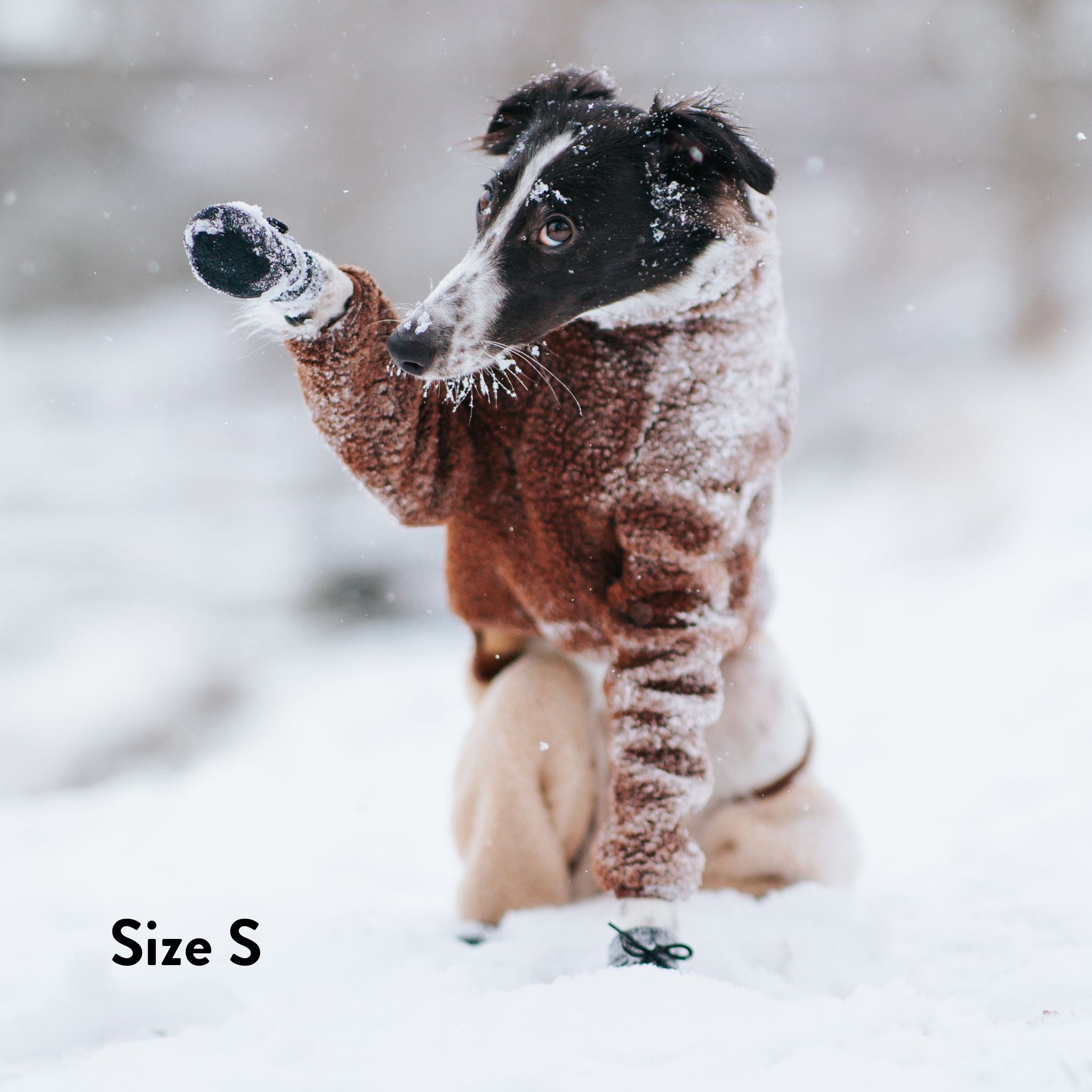 Calzini per Cani - Confezione da 4