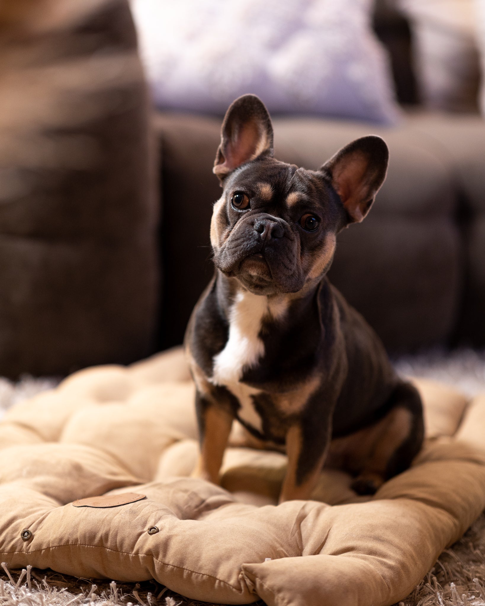 Letto per Cani Marrone 3in1