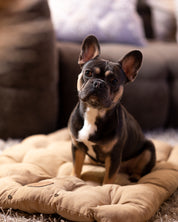 Letto per Cani Marrone 3in1