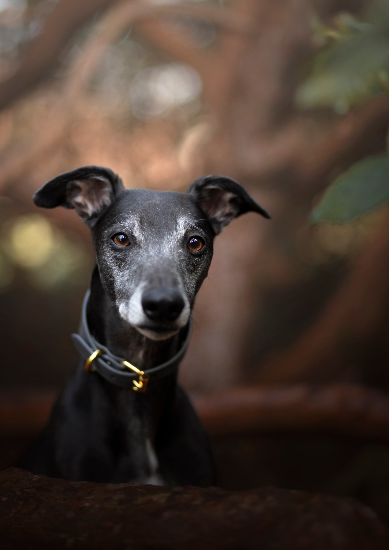 Collare per Cani Largo Grigio Scuro