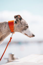 Collare per Cani Largo Arancione Lucido