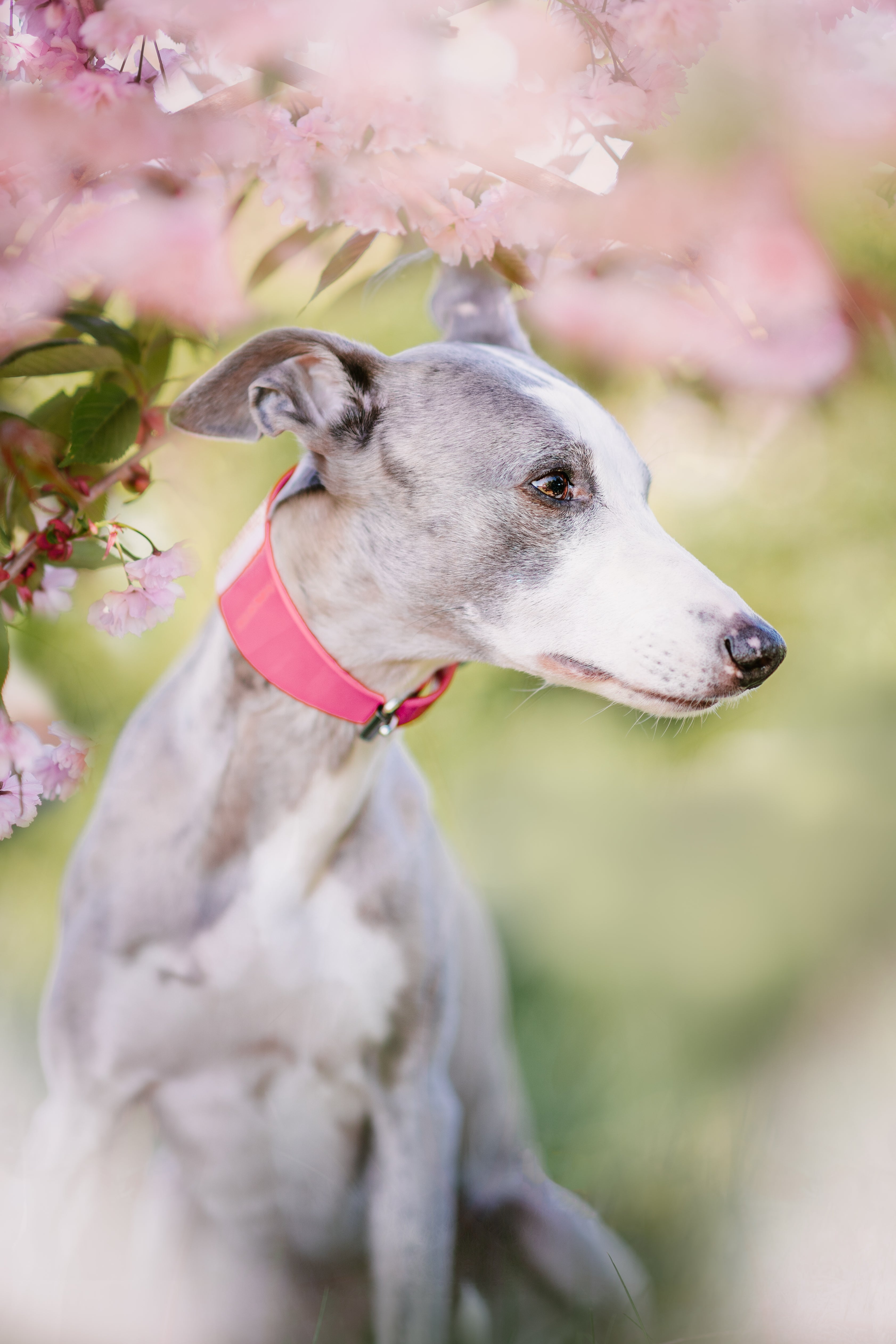 Collare per Cani Lucido Rosa Largo