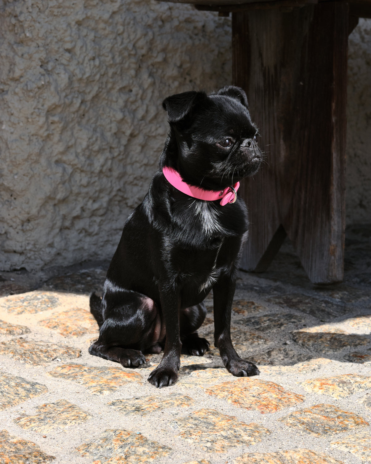 Collare per Cane Sottile Rosa Lucido