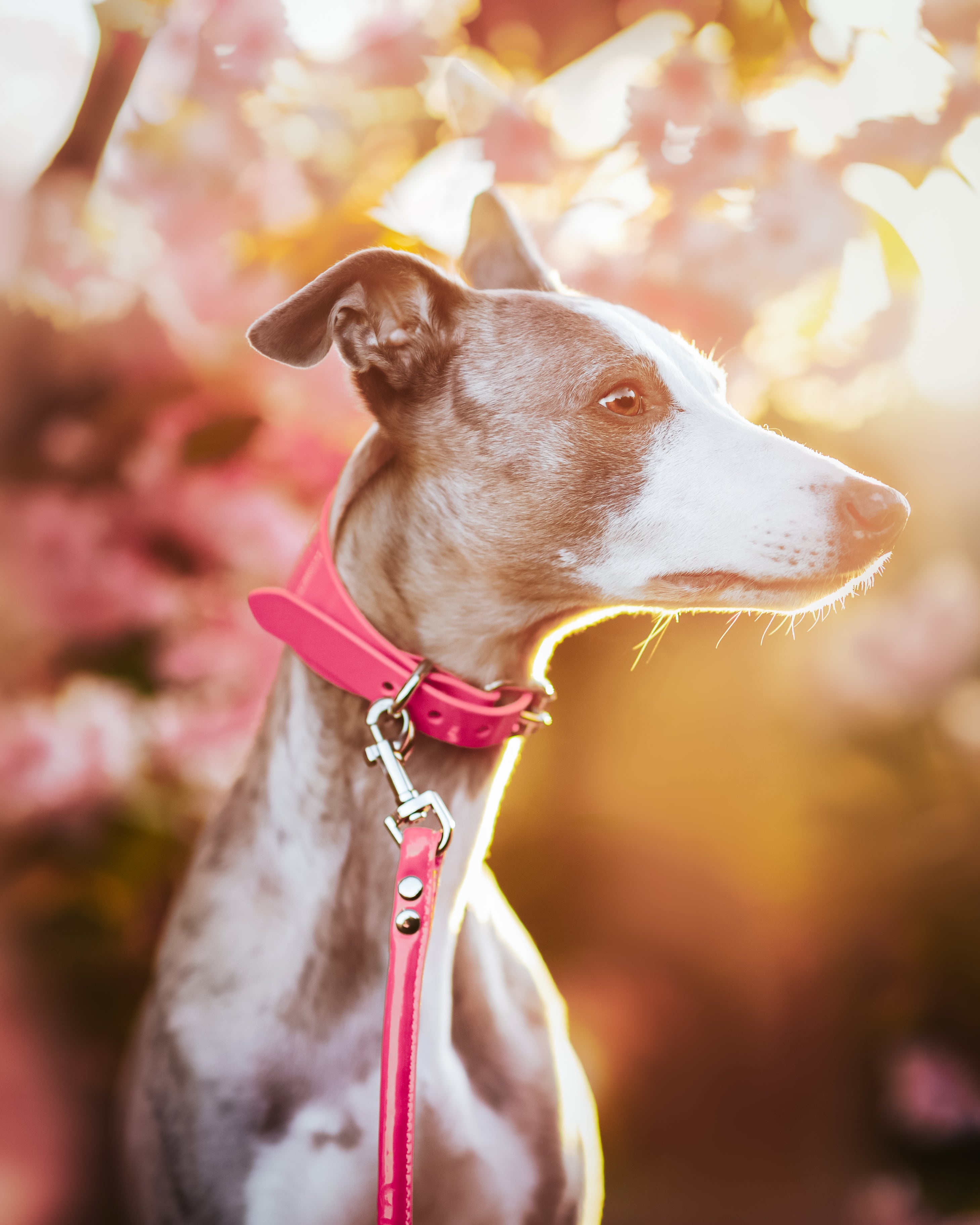 Guinzaglio Lucido Rosa per Cani