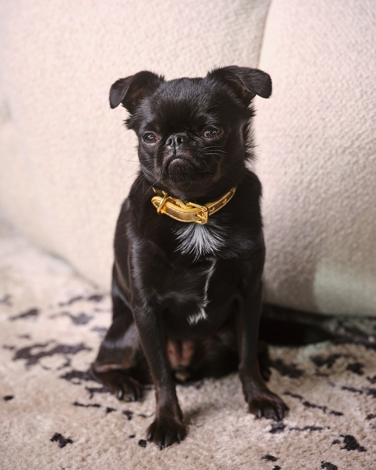 Collare per Cani Sottile in Metallo Dorato