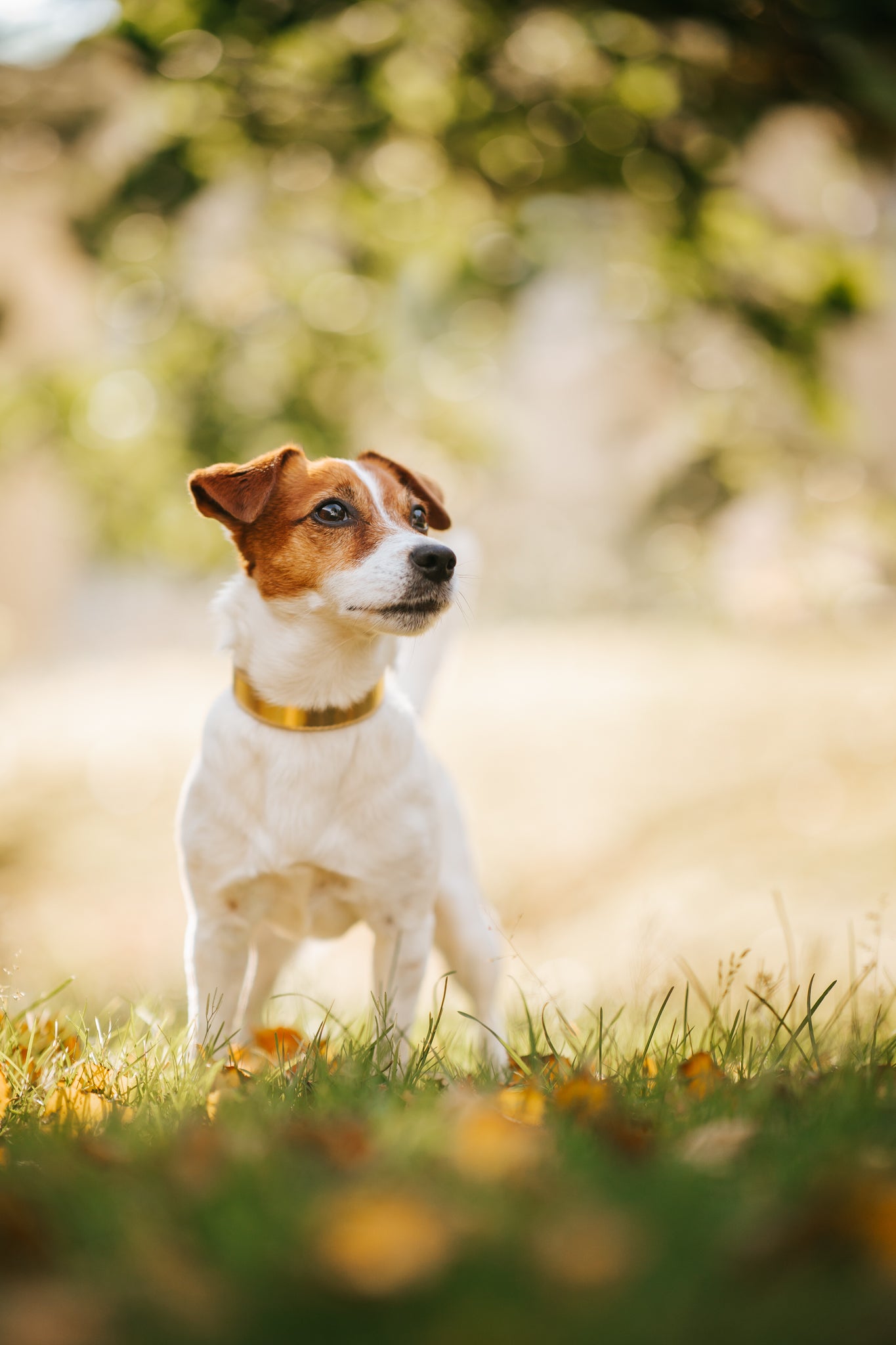 Collare per Cani Sottile in Metallo Dorato