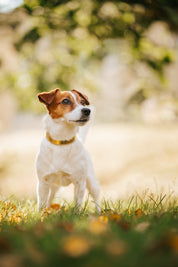 Collare per Cani Sottile in Metallo Dorato