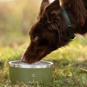 Ciotola per Cani Verde