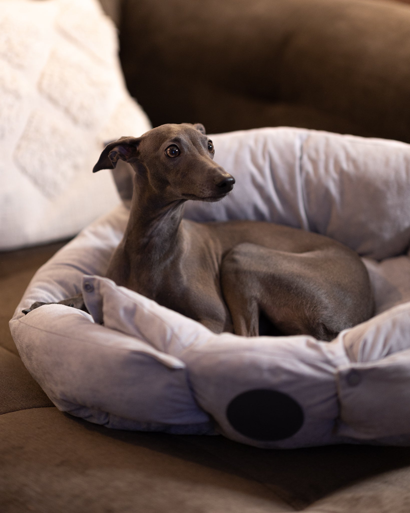 Letto per Cani Grigio 3in1