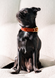 Collare Rosso per Cani Sottile