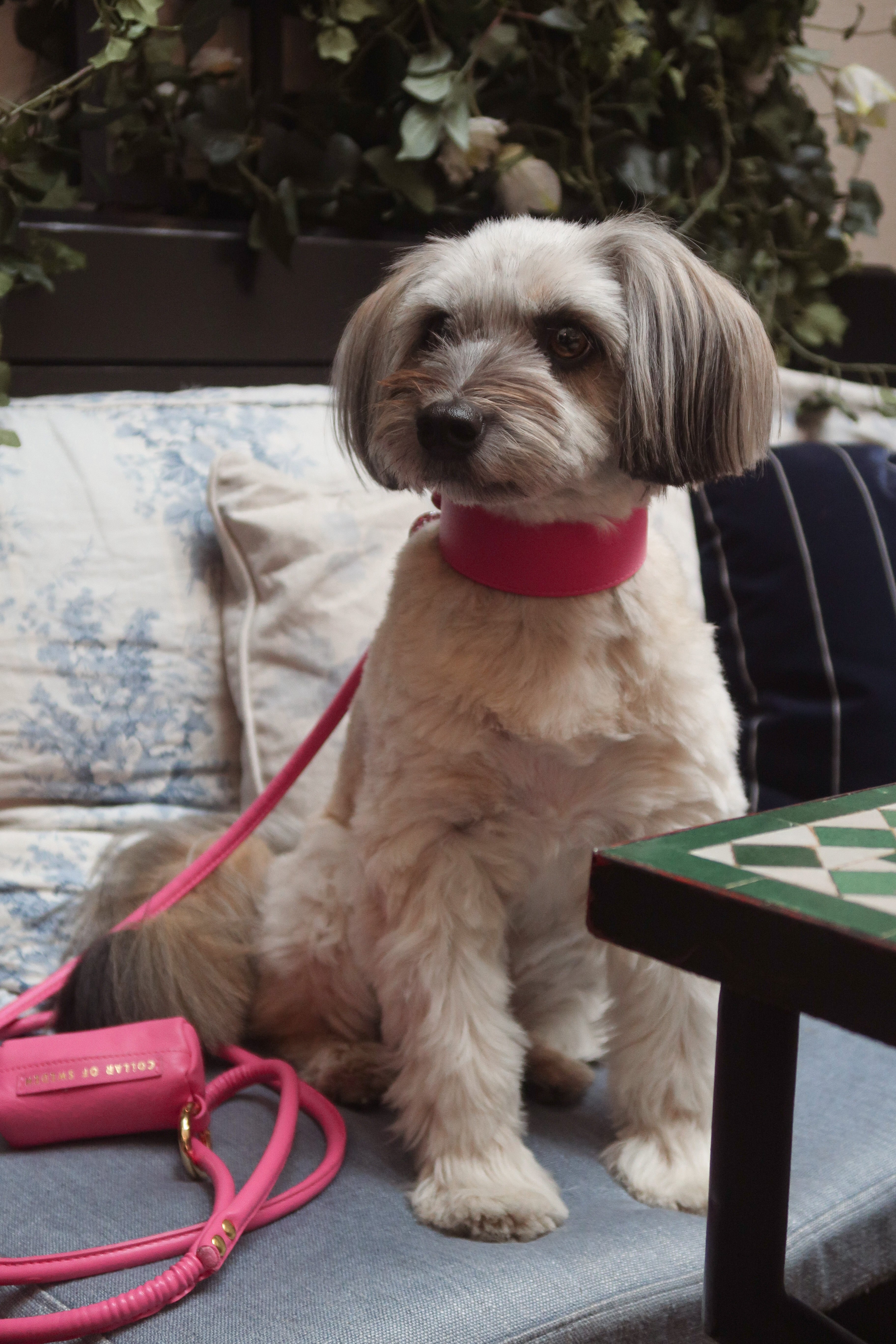 Collare per Cani Largo Rosa Shocking