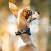 Collare per Cani Largo a Spina di Pesce Beige