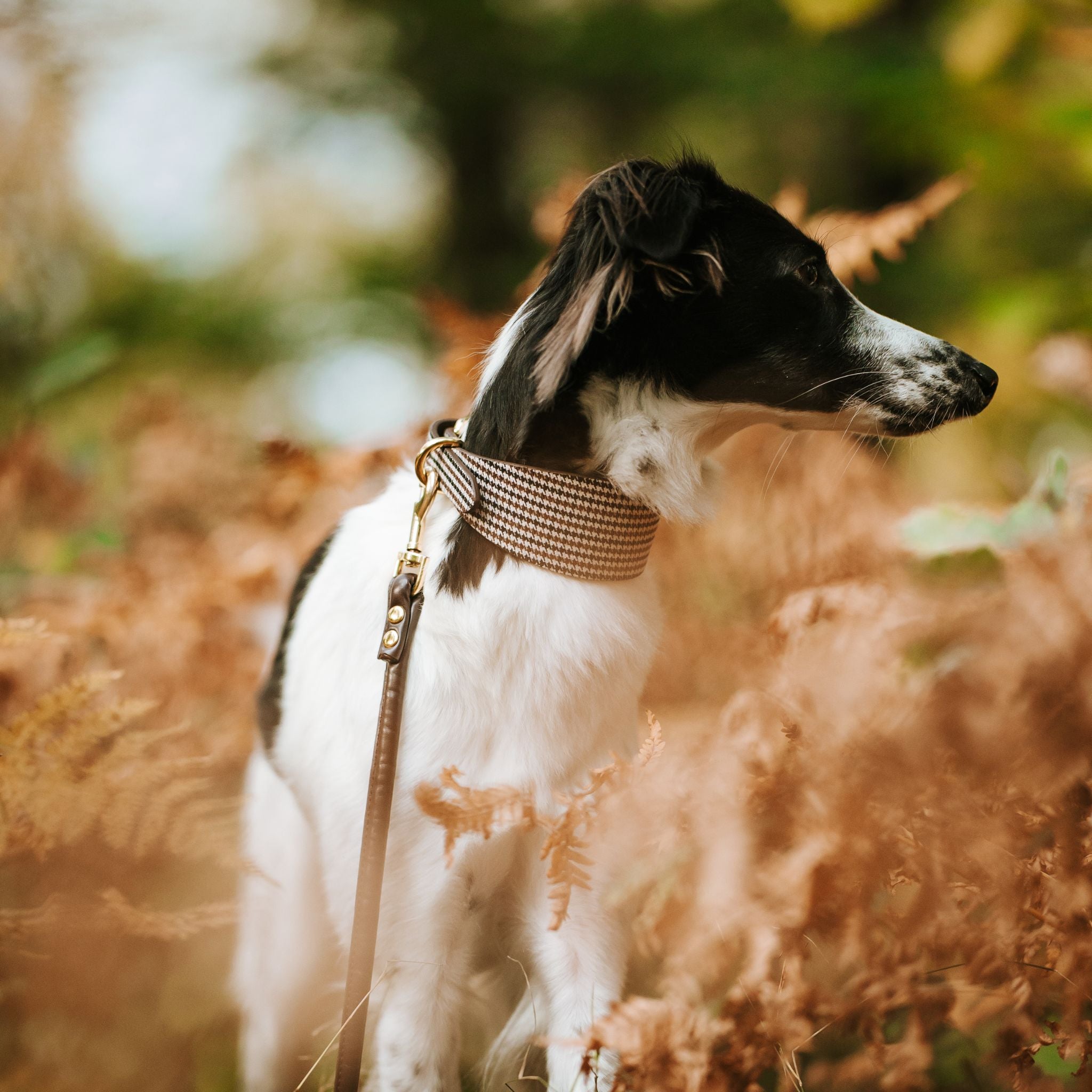 Collare per Cani Largo a Spina di Pesce Beige