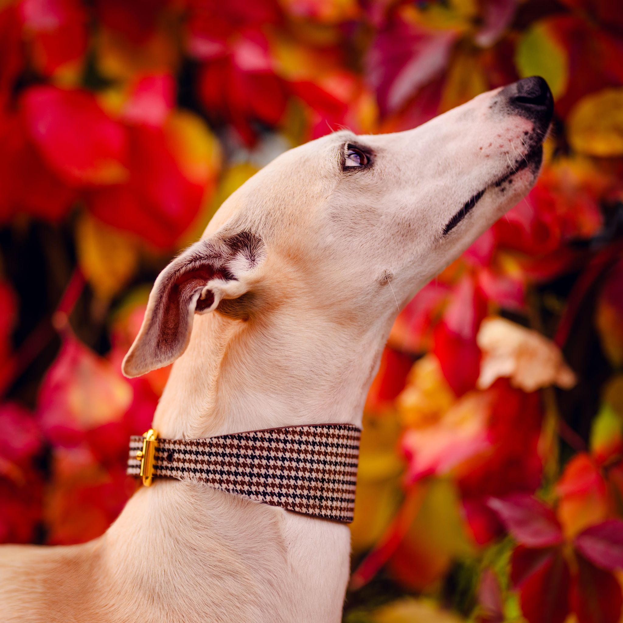 Collare per Cani Largo a Spina di Pesce Beige