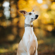 Collare per Cani Largo a Spina di Pesce Beige