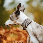 Collare per Cani Largo a Spina di Pesce Beige