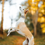 Collare per Cani Largo a Spina di Pesce Beige