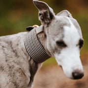 Collare per Cani Largo a Spina di Pesce Beige