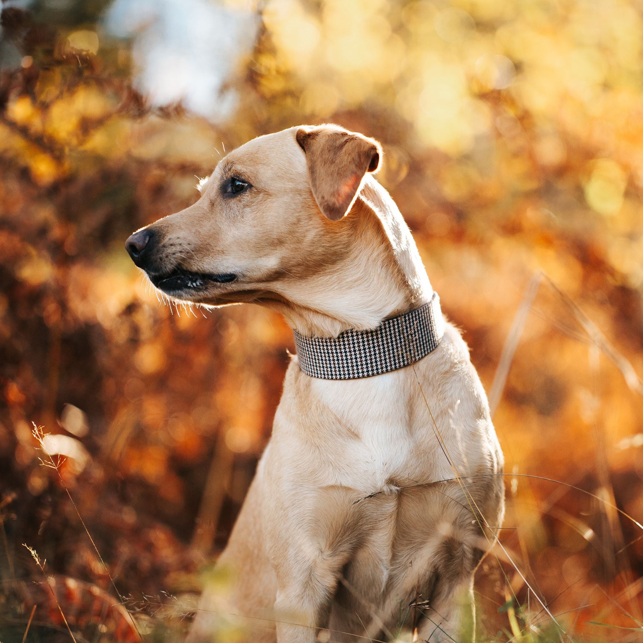 Collare per Cani Largo a Spina di Pesce Beige