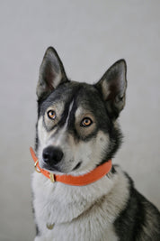 Collare largo per cani Cognac