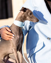Guinzaglio per Cani Baby Blue