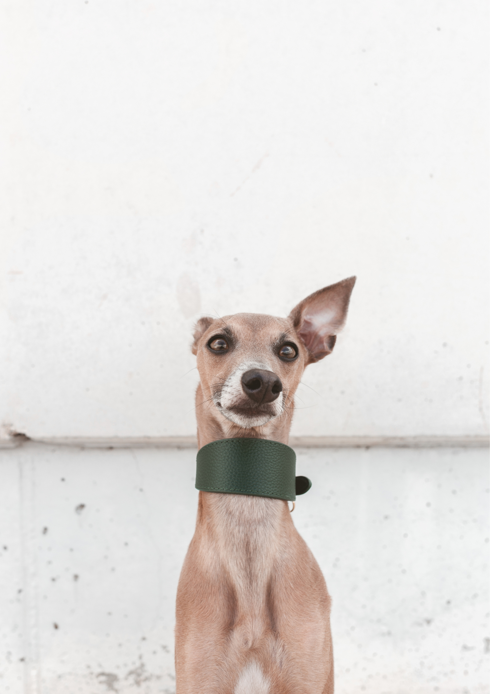 Collare Largo per Cani Verde Scuro