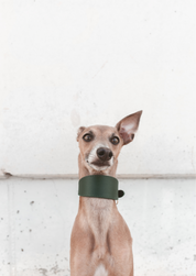 Collare Largo per Cani Verde Scuro