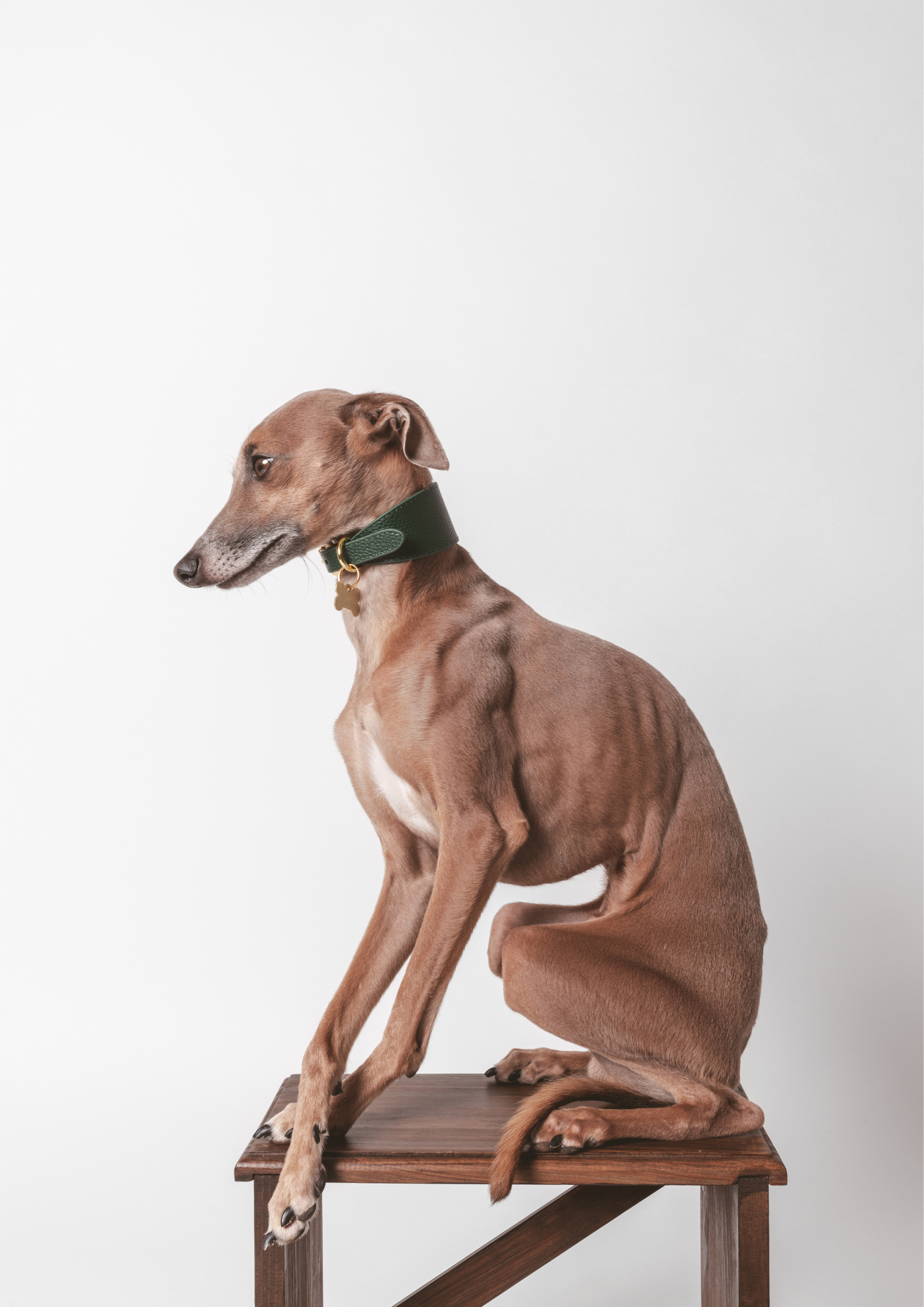 Collare Largo per Cani Verde Scuro