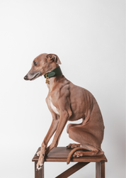 Collare Largo per Cani Verde Scuro