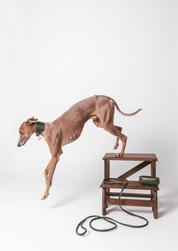 Guinzaglio per Cani Verde Scuro