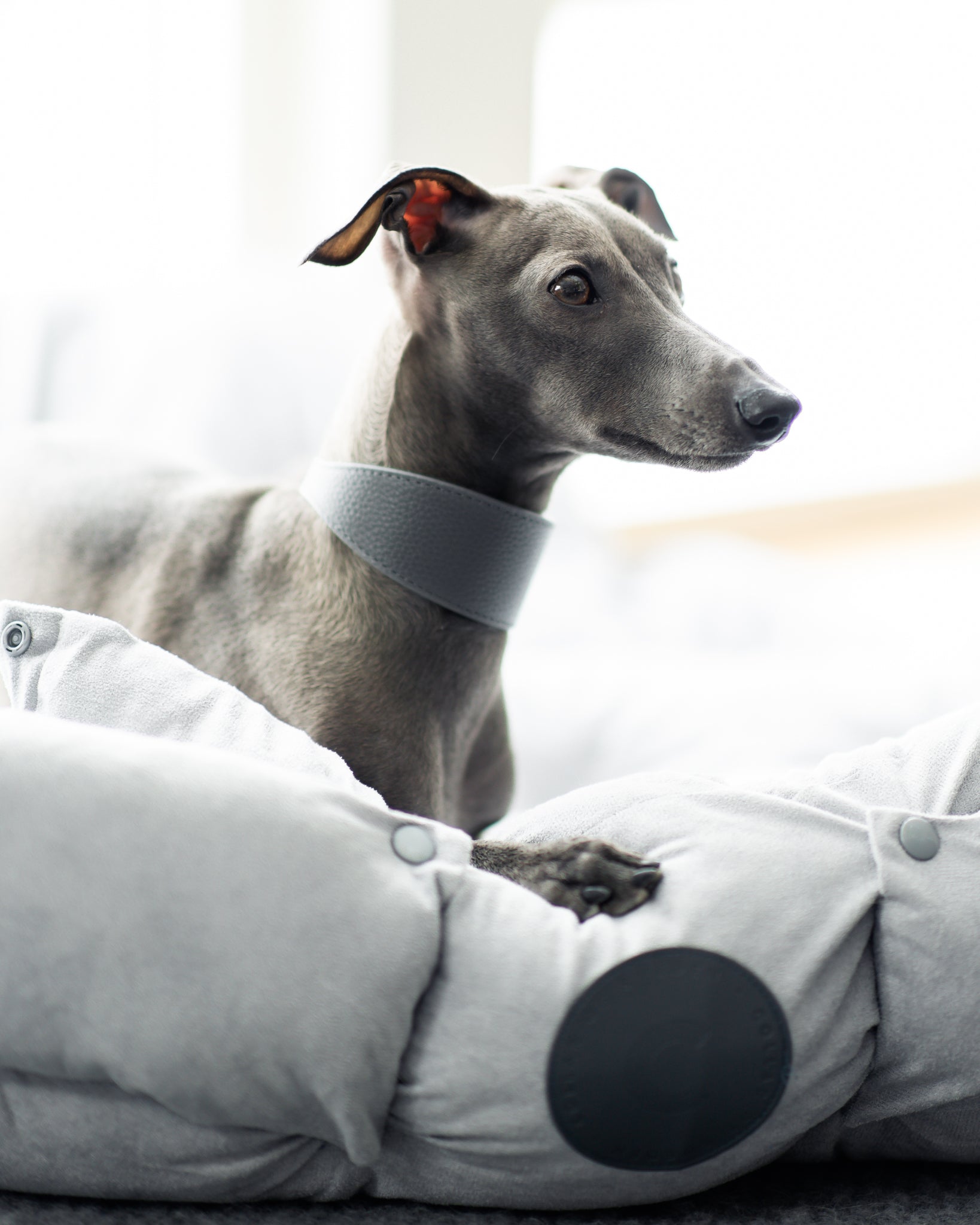 Collare per Cani Largo Grigio Scuro