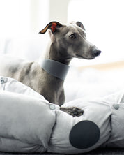 Collare per Cani Largo Grigio Scuro