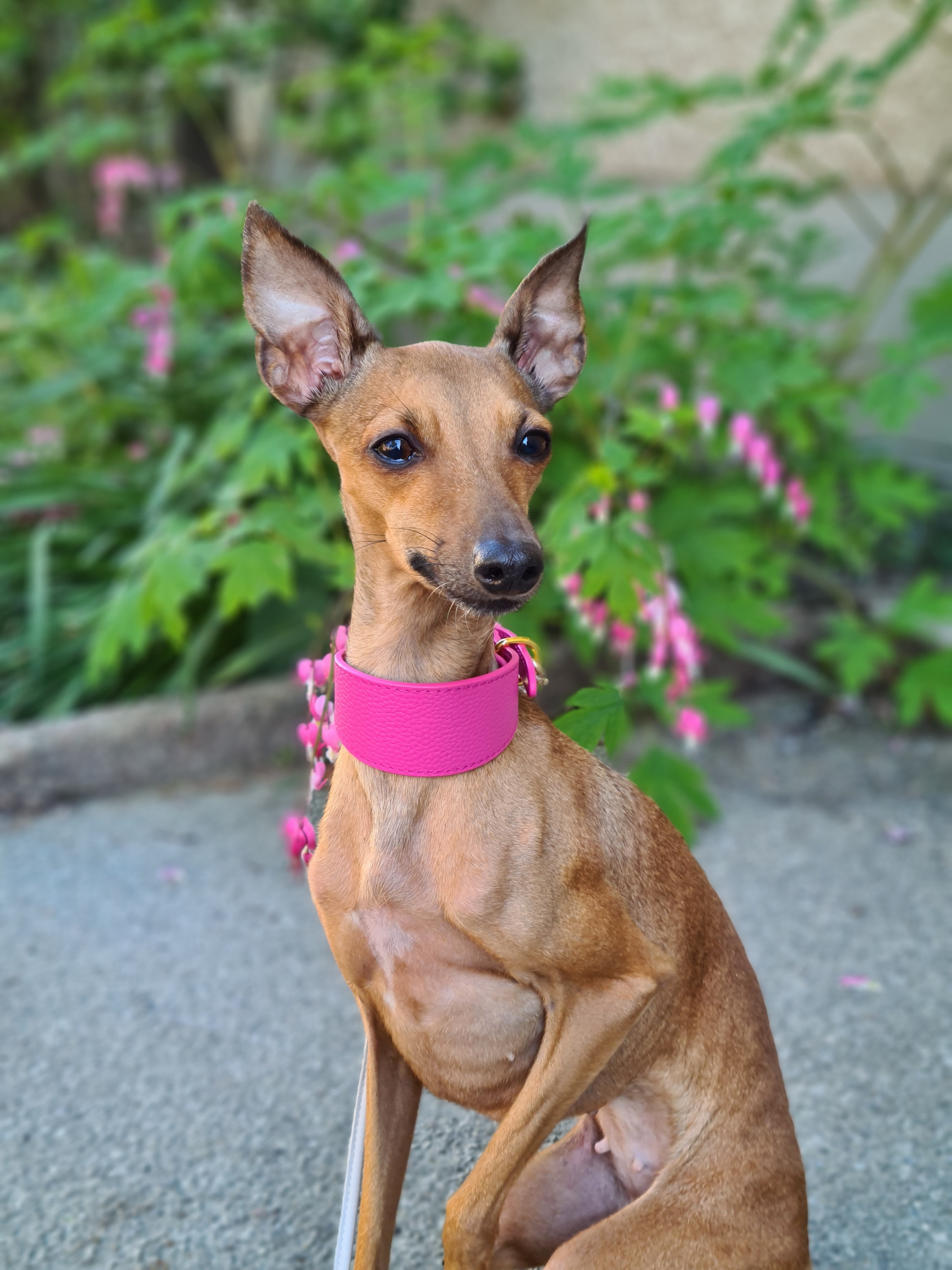 Collare per Cani Largo Rosa Shocking